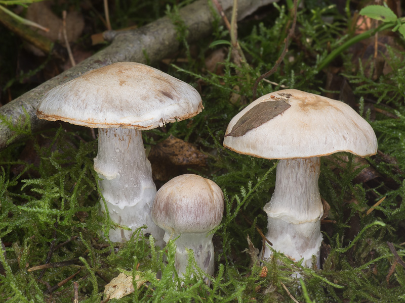 Cortinarius quarciticus